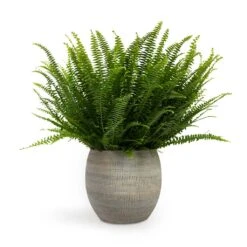 Dex Plant Pot - Earth -HousePlants Shop Nephrolepis exaltata Bostoniensis Boston Fern 17x40cm Dex Plant Pot Earth 22x20cm