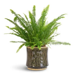 Nolan Plant Pot - Pine -HousePlants Shop Nephrolepis exaltata Bostoniensis Boston Fern 17x40cm Nolan Plant Pot Pine 21x20cm 56d29545 5d1b 4808 a278 0d2e33035bfd