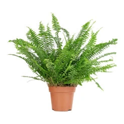 Nephrolepis Exaltata Bostoniensis - Boston Fern -HousePlants Shop Nephrolepis exaltata Bostoniensis Boston Fern 18x40cm