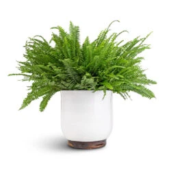 Jayla Plant Pot - White -HousePlants Shop Nephrolepis exaltata Bostoniensis Boston Fern 19x50cm Jayla Plant Pot White 27x25cm 6a1b5f44 5ef9 40f1 aabd 36c720360485