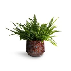 Nephrolepis Exaltata Bostoniensis - Boston Fern -HousePlants Shop Nephrolepis exaltata Bostoniensis Boston Fern 19x50cm Noud Plant Pot Marrakesh 26x22cm