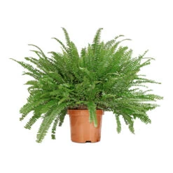 Nephrolepis Exaltata Bostoniensis - Boston Fern -HousePlants Shop Nephrolepis exaltata Bostoniensis Boston Fern 19x50cm 80a68c74 8d70 4df5 b0e3 f7797ab00bc9