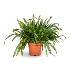 Nephrolepis Exaltata Bostoniensis - Boston Fern -HousePlants Shop Nephrolepis exaltata Bostoniensis Boston Fern 26x75cm
