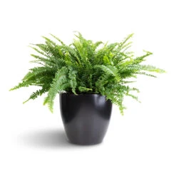 Nephrolepis Exaltata Bostoniensis - Boston Fern -HousePlants Shop Nephrolepis exaltata Bostoniensis Boston Fern 26x75cm Sven Plant Pot Black 33x28cm 1