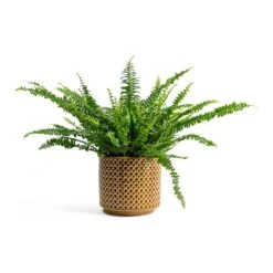 Nephrolepis Exaltata Bostoniensis - Boston Fern -HousePlants Shop Nephrolepis exaltata Bostoniensis Boston Fern Thies Plant Pot Mustard 5c4d2b0b 1611 4b4a a1fd b010cc00fc77