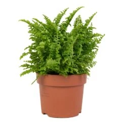 Nephrolepis Exaltata Vitale - Compact Sword Fern -HousePlants Shop Nephrolepis exaltata Vitale Compact Sword Fern 12x20cm