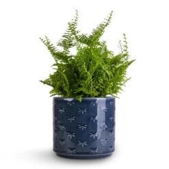Nephrolepis Exaltata Vitale - Compact Sword Fern -HousePlants Shop Nephrolepis exaltata Vitale Compact Sword Fern 12x20cm Arley Plant Pot Blue Dragonfly 12.5x13.5cm e931d401 99e1 4b72 94c8 e21549adb5df