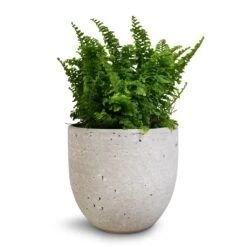 Nephrolepis Exaltata Vitale - Compact Sword Fern -HousePlants Shop Nephrolepis exaltata Vitale Compact Sword Fern 12x20cm Cas Plant Pot Cool Grey 15x13cm