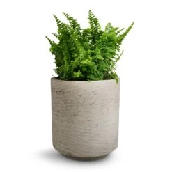 Suzi Plant Pot - Grey Washed -HousePlants Shop Nephrolepis exaltata Vitale Compact Sword Fern 12x20cm Suzi Plant Pot Grey Washed 15x16.5cm
