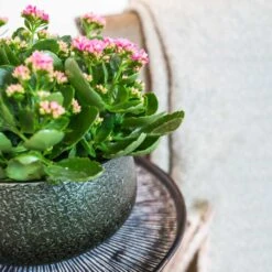 Noor Plant Bowl - Velvet Green -HousePlants Shop Noor Plant Bowl Velvet Green 1