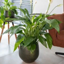 Noor Plant Pot - Velvet Green -HousePlants Shop Noor Plant Pot Velvet Green 2