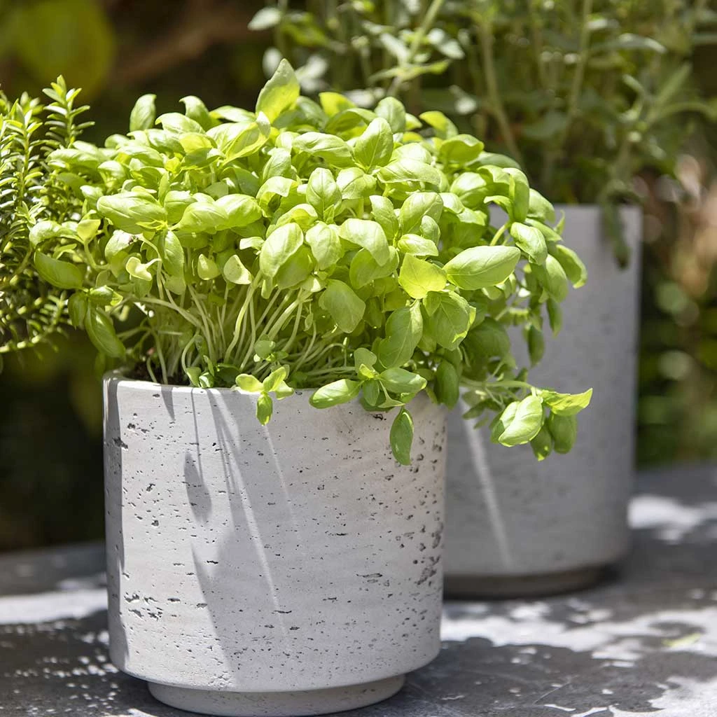 Novi Plant Pot - Grey Washed 4 Novi Plant Pot - Grey Washed - Image 2