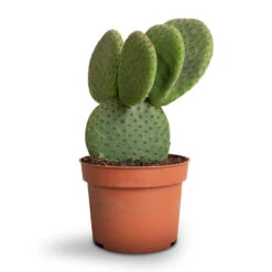 Opuntia Microdasys - Bunny Ear Cactus -HousePlants Shop Opuntia microdasys Bunny Ear Cactus 10.5x15cm