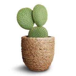 Opuntia Microdasys - Bunny Ear Cactus -HousePlants Shop Opuntia microdasys Bunny Ear Cactus 10.5x15cm Cody Plant Pot Straw Grass