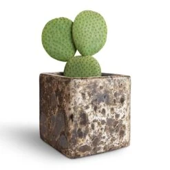 Opuntia Microdasys - Bunny Ear Cactus -HousePlants Shop Opuntia microdasys Bunny Ear Cactus 10.5x15cm Lava Cube Relic Planter Black