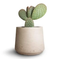 Patt Plant Pot - Grey Washed -HousePlants Shop Opuntia microdasys Bunny Ear Cactus 10.5x15cm Patt Plant Pot Grey Washed 7eacf662 3b29 429b b6f4 1321dbae0f22