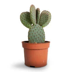 Opuntia Microdasys - Bunny Ear Cactus -HousePlants Shop Opuntia microdasys Bunny Ear Cactus 12x20cm