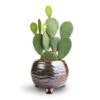 Opuntia Microdasys - Bunny Ear Cactus -HousePlants Shop Opuntia microdasys Bunny Ear Cactus 12x20cm Dewi Plant Pot Marrakesh 18x14cm