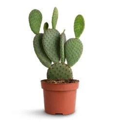 Opuntia Microdasys - Bunny Ear Cactus -HousePlants Shop Opuntia microdasys Bunny Ear Cactus 12x35cm