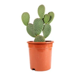 Opuntia Microdasys - Bunny Ear Cactus -HousePlants Shop Opuntia microdasys Bunny Ear Cactus 17x35cm