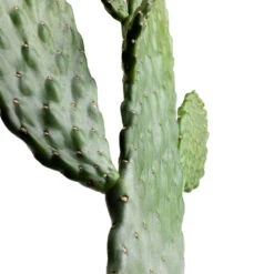 Opuntia Rubescens Consolea - Road Kill Cactus -HousePlants Shop Opuntia rubescens Consolea Road Kill Cactus SWATCH