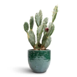 Jolin Plant Pot - Forest -HousePlants Shop Opuntia vulgaris Prickly Pear Cactus 17x50cm Jolin Plant Pot Forest 20x18cm 85b44294 f69f 45c0 b708 c80b24752d9e