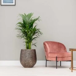 Opus Hit Darcy Planter - Gold -HousePlants Shop Opus Hit Darcy Planter Gold Kentia Palm Indoor Plant
