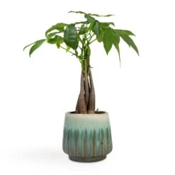 Pachira Aquatica - Money Tree -HousePlants Shop Pachira aquatica Money Tree 12x35cm Alice Plant Pot Ocean 15x14cm