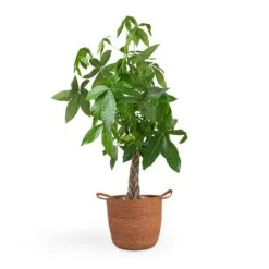 Pachira Aquatica - Money Tree -HousePlants Shop Pachira aquatica Money Tree 12x35cm Nelis Plant Basket Camel 28x27cm