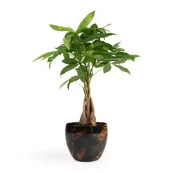 Pachira Aquatica - Money Tree -HousePlants Shop Pachira aquatica Money Tree 12x35cm Vive Metal Plant Pots Set3 Lava