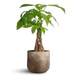 Pachira Aquatica - Money Tree -HousePlants Shop Pachira aquatica Money Tree 12x40cm Albero Plant Pot Cement 16x14cm 969eb05f c41d 4339 aa79 758a071afd3e