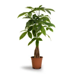 Pachira Aquatica - Money Tree -HousePlants Shop Pachira aquatica Money Tree 14x50cm