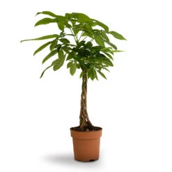 Pachira Aquatica - Money Tree -HousePlants Shop Pachira aquatica Money Tree 17x60cm