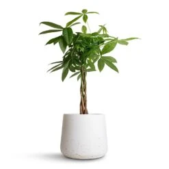 Patt Plant Pot - White Washed -HousePlants Shop Pachira aquatica Money Tree 17x70cm Patt Plant Pot White Washed 23x20cm 693343fc b81b 4fb5 a83d 0d40ee4154a6