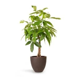 Pachira Aquatica - Money Tree -HousePlants Shop Pachira aquatica Money Tree 23x105cm Grigio Egg Pot Planter Rusty Iron Concrete 32x29cm c9bcb781 cedc 45c1 8ee8 f4094fca2f2a