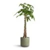 Pachira Aquatica - Money Tree -HousePlants Shop Pachira aquatica Money Tree 24x120cm Lisbon Plant Pot Sage 26x26cm 7af30812 8d3b 408f b3a0 46e25dfe65f3