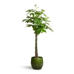 Aimee Plant Pot - Pear -HousePlants Shop Pachira aquatica Money Tree 24x140cm Aimee Plant Pot Pear 38x34cm 2 85fa2454 48f9 4975 8251 d9e0716c1afd
