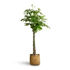 Kobe Bamboo Planter -HousePlants Shop Pachira aquatica Money Tree 24x140cm Kobe Bamboo Planter 30x30x31cm 5ba7b36a a377 4fc2 bb0d dac79e529c77