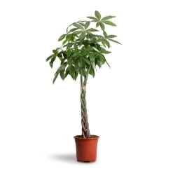 Pachira Aquatica - Money Tree -HousePlants Shop Pachira aquatica Money Tree 27x140cm
