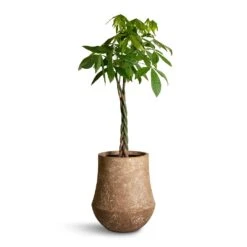 Pachira Aquatica - Money Tree -HousePlants Shop Pachira aquatica Money Tree 27x140cm Polystone Coated Darcy Planter Rock 47x56.5cm