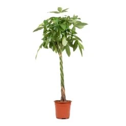 Pachira Aquatica - Money Tree -HousePlants Shop Pachira aquatica Money Tree 27x150cm