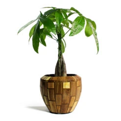 Pachira Aquatica - Money Tree -HousePlants Shop Pachira aquatica Money Tree Facets Couple Planter Jenga 2d29d23e d6e1 4afe 8f53 0492c93dabad