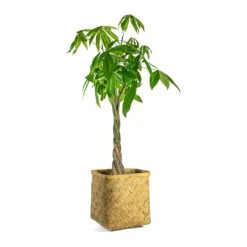 Pachira Aquatica - Money Tree -HousePlants Shop Pachira aquatica Money Tree Kobe Bamboo Planter plant pot