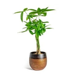 Pachira Aquatica - Money Tree -HousePlants Shop Pachira aquatica Money Tree Mya Plant Pot Shiny Mocha 22cm