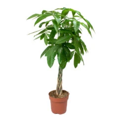 Pachira Aquatica - Money Tree -HousePlants Shop Pachira aquatica Money Tree 4335a591 4965 410a bb32 6aeca40c6190