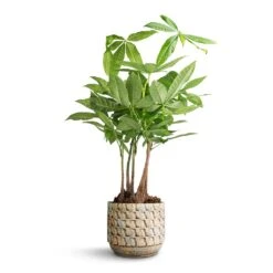Pachira Aquatica - Multi Stem - Money Tree 18 Pachira Aquatica - Multi Stem - Money Tree -HousePlants Shop Pachira aquatica Multi Stem Money Tree 17x65cm Jim Plant Pot Shell 19x16cm 5eba2cb7 6254 43ff b696 fa60b4b2b090