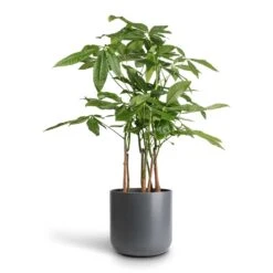 Pachira Aquatica - Multi Stem - Money Tree 16 Pachira Aquatica - Multi Stem - Money Tree -HousePlants Shop Pachira aquatica Multi Stem Money Tree 17x65cm Lisbon Plant Pot Charcoal 21x21cm