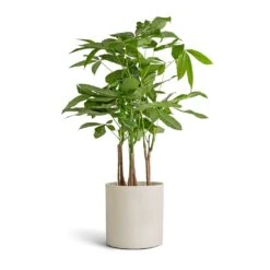 Puk Refined Planter - Natural White -HousePlants Shop Pachira aquatica Multi Stem Money Tree 17x65cm Puk Refined Planter Natural White 20x20cm