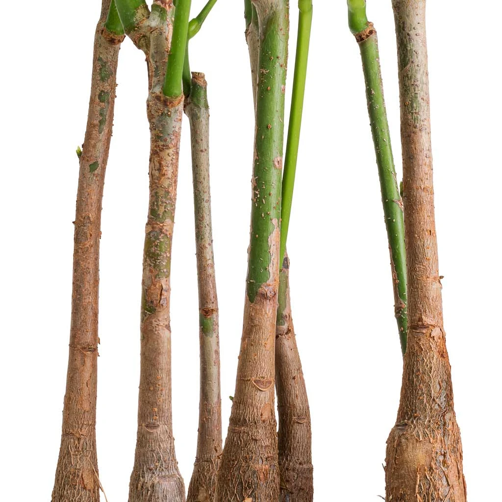 Pachira Aquatica - Multi Stem - Money Tree 4 Pachira Aquatica - Multi Stem - Money Tree - Image 2