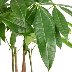 Pachira Aquatica - Multi Stem - Money Tree 19 Pachira Aquatica - Multi Stem - Money Tree -HousePlants Shop Pachira aquatica Multi Stem Money Tree 17x65cm SWATCH 3